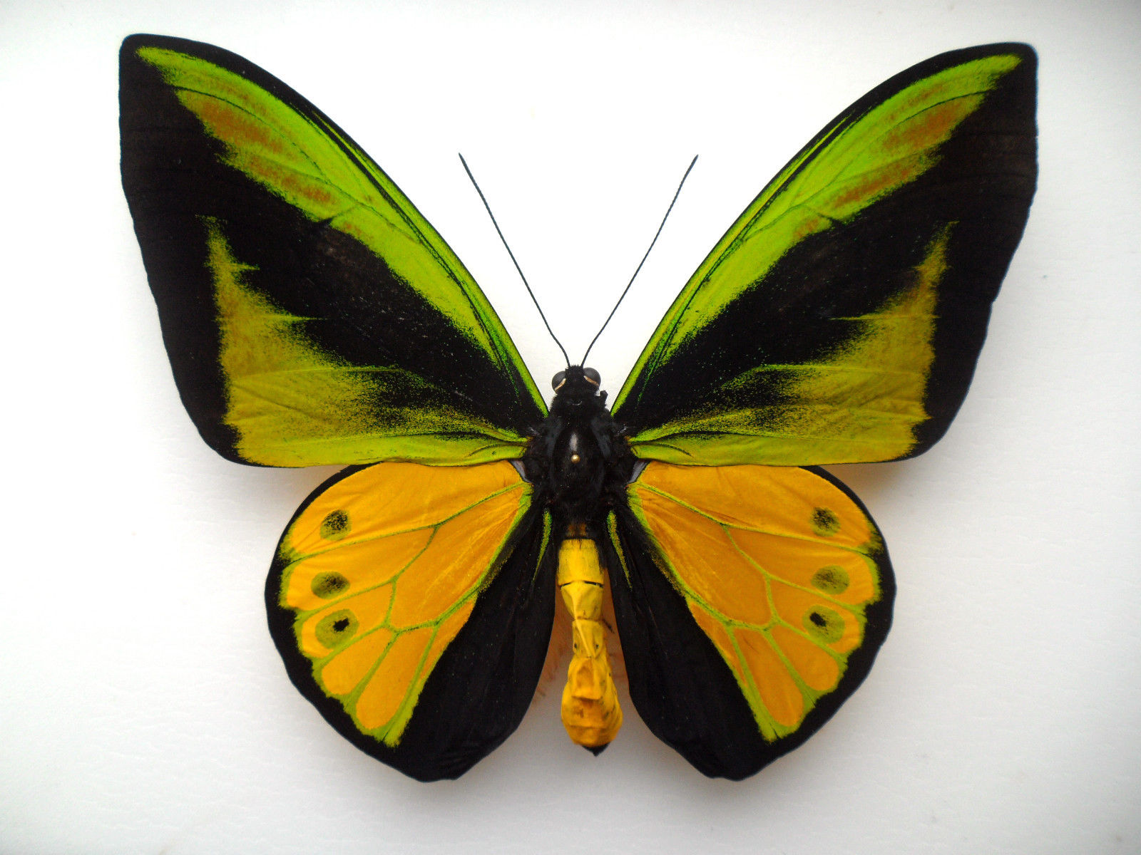 ORNITHOPTERA GOLIATHU SAMSON MALE RED ABERRATION ARFAK INDONESIA1 (Internet Image property of respective owner, non-commercial use only)